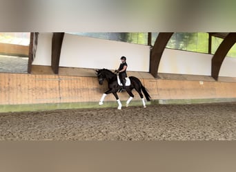 Koń hanowerski, Klacz, 3 lat, 167 cm, Kara