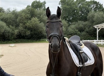 Koń hanowerski, Klacz, 3 lat, 167 cm, Kara