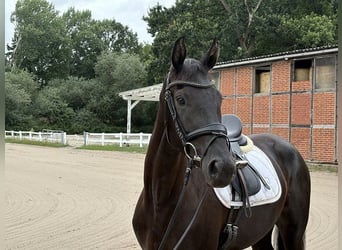 Koń hanowerski, Klacz, 3 lat, 167 cm, Kara