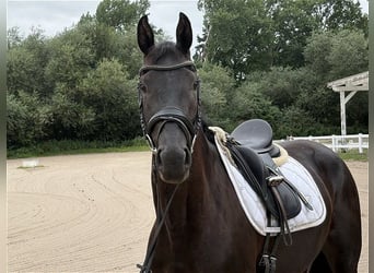 Koń hanowerski, Klacz, 3 lat, 167 cm, Kara