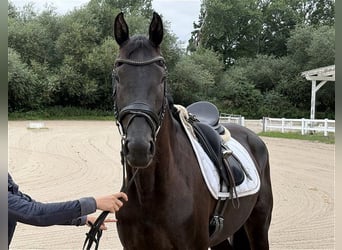 Koń hanowerski, Klacz, 3 lat, 167 cm, Kara