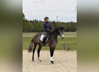 Koń hanowerski, Klacz, 3 lat, 167 cm, Karosiwa