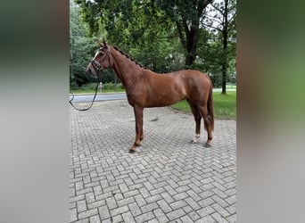Koń hanowerski, Klacz, 3 lat, 167 cm, Kasztanowata