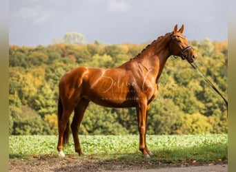 Koń hanowerski, Klacz, 3 lat, 167 cm, Kasztanowata