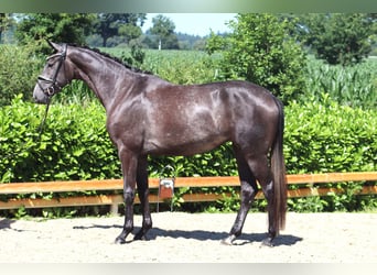 Koń hanowerski, Klacz, 3 lat, 167 cm, Siwa