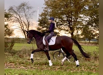 Koń hanowerski, Klacz, 3 lat, 168 cm, Ciemnogniada