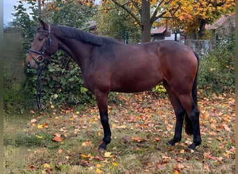Koń hanowerski, Klacz, 3 lat, 168 cm, Gniada