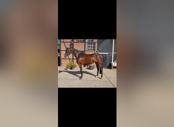 Koń hanowerski, Klacz, 3 lat, 168 cm, Gniada