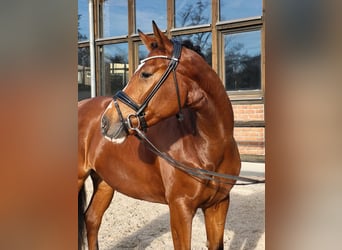 Koń hanowerski, Klacz, 3 lat, 168 cm, Gniada