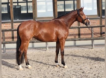 Koń hanowerski, Klacz, 3 lat, 168 cm, Gniada