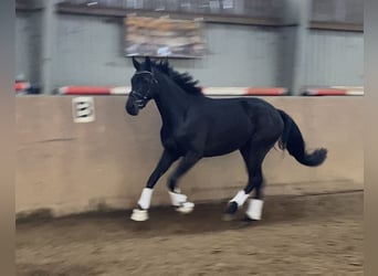 Koń hanowerski, Klacz, 3 lat, 168 cm, Kara