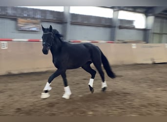 Koń hanowerski, Klacz, 3 lat, 168 cm, Kara