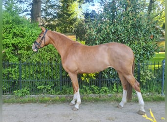 Koń hanowerski, Klacz, 3 lat, 168 cm, Kasztanowata
