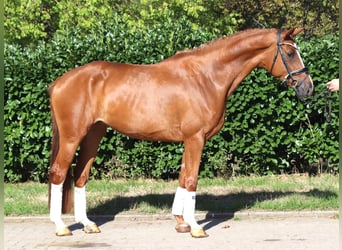 Koń hanowerski, Klacz, 3 lat, 168 cm, Kasztanowata