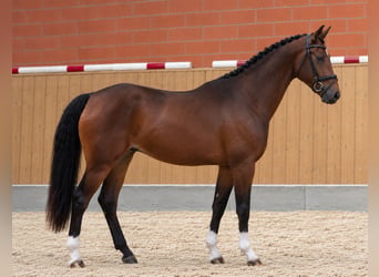 Koń hanowerski, Klacz, 3 lat, 169 cm, Gniada