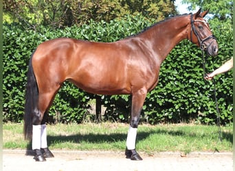 Koń hanowerski, Klacz, 3 lat, 169 cm, Gniada