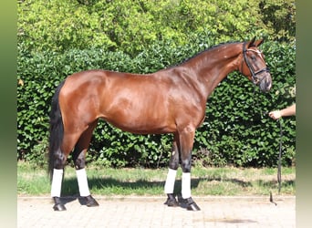 Koń hanowerski, Klacz, 3 lat, 169 cm, Gniada