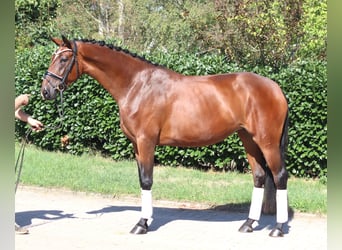 Koń hanowerski, Klacz, 3 lat, 169 cm, Gniada
