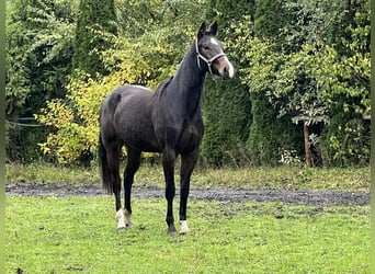 Koń hanowerski, Klacz, 3 lat, 169 cm, Gniada