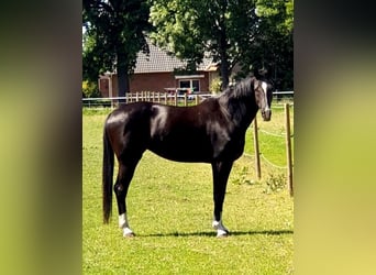 Koń hanowerski, Klacz, 3 lat, 169 cm, Kara