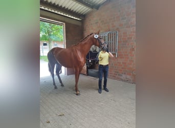 Koń hanowerski, Klacz, 3 lat, 170 cm, Ciemnokasztanowata