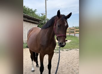 Koń hanowerski, Klacz, 3 lat, 170 cm, Gniada