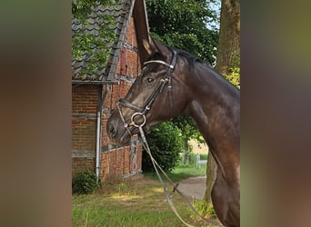 Koń hanowerski, Klacz, 3 lat, 170 cm, Kara