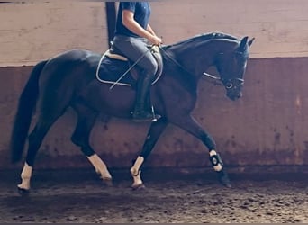 Koń hanowerski, Klacz, 3 lat, 170 cm, Kara