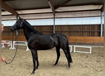 Koń hanowerski, Klacz, 3 lat, 170 cm, Kara