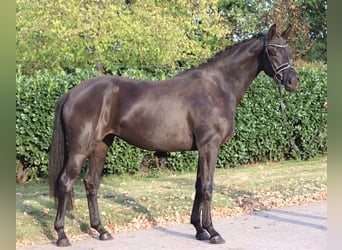 Koń hanowerski, Klacz, 3 lat, 170 cm, Kara