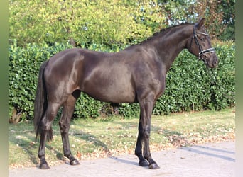 Koń hanowerski, Klacz, 3 lat, 170 cm, Kara