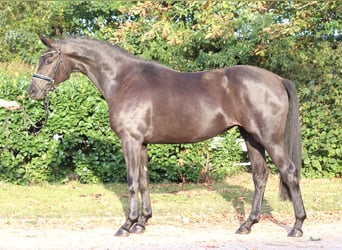 Koń hanowerski, Klacz, 3 lat, 170 cm, Kara