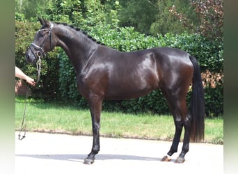 Koń hanowerski, Klacz, 3 lat, 170 cm, Kara