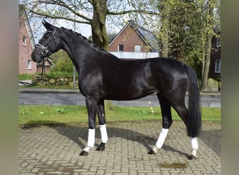 Koń hanowerski, Klacz, 3 lat, 170 cm, Kara
