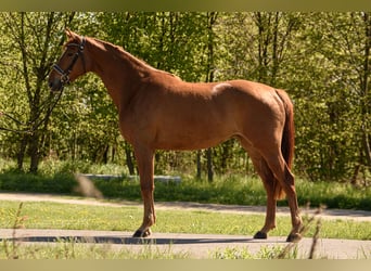 Koń hanowerski, Klacz, 3 lat, 170 cm, Kasztanowata