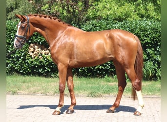 Koń hanowerski, Klacz, 3 lat, 170 cm, Kasztanowata