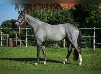 Koń hanowerski, Klacz, 3 lat, 170 cm, Siwa