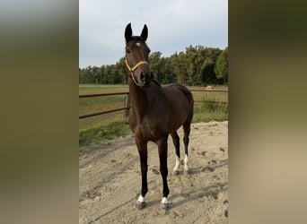 Koń hanowerski, Klacz, 3 lat, 171 cm, Gniada