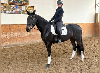 Koń hanowerski, Klacz, 3 lat, 171 cm, Skarogniada