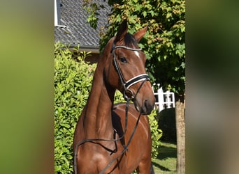 Koń hanowerski, Klacz, 3 lat, 172 cm, Ciemnogniada
