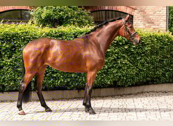 Koń hanowerski, Klacz, 3 lat, 172 cm, Gniada