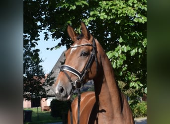 Koń hanowerski, Klacz, 3 lat, 172 cm, Gniada