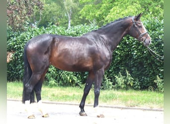 Koń hanowerski, Klacz, 3 lat, 172 cm, Gniada