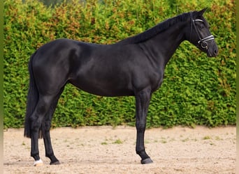 Koń hanowerski, Klacz, 3 lat, 172 cm, Kara