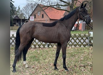 Koń hanowerski, Klacz, 3 lat, 172 cm, Kara