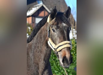 Koń hanowerski, Klacz, 3 lat, 172 cm, Może być siwy