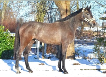 Koń hanowerski, Klacz, 3 lat, 172 cm, Może być siwy