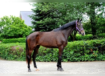 Koń hanowerski, Klacz, 3 lat, 173 cm, Kara