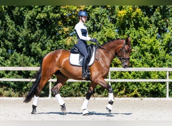 Koń hanowerski, Klacz, 3 lat, 174 cm, Gniada