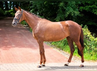 Koń hanowerski, Klacz, 3 lat, 175 cm, Ciemnokasztanowata